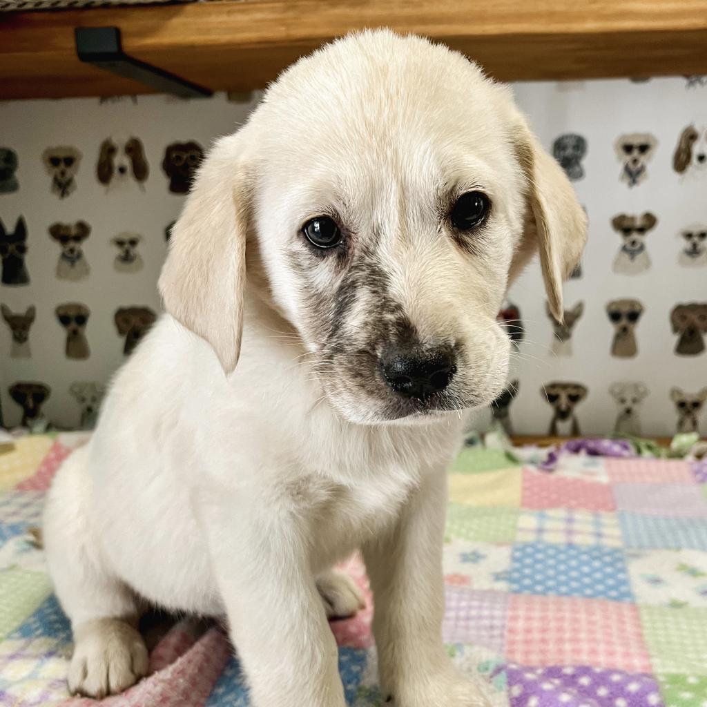 Chowder is available for adoption at Saving Grace Animals for Adoption