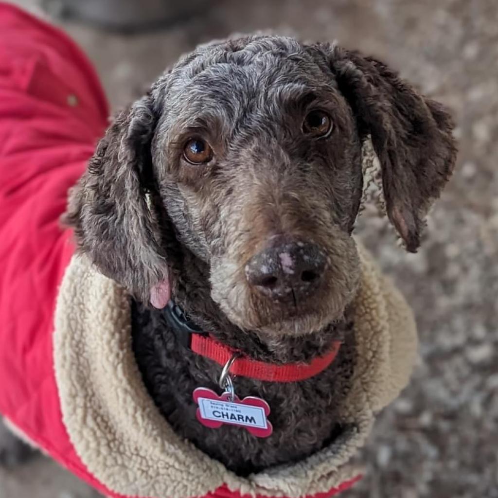 Charm is available for adoption at Johnston County Animal Services