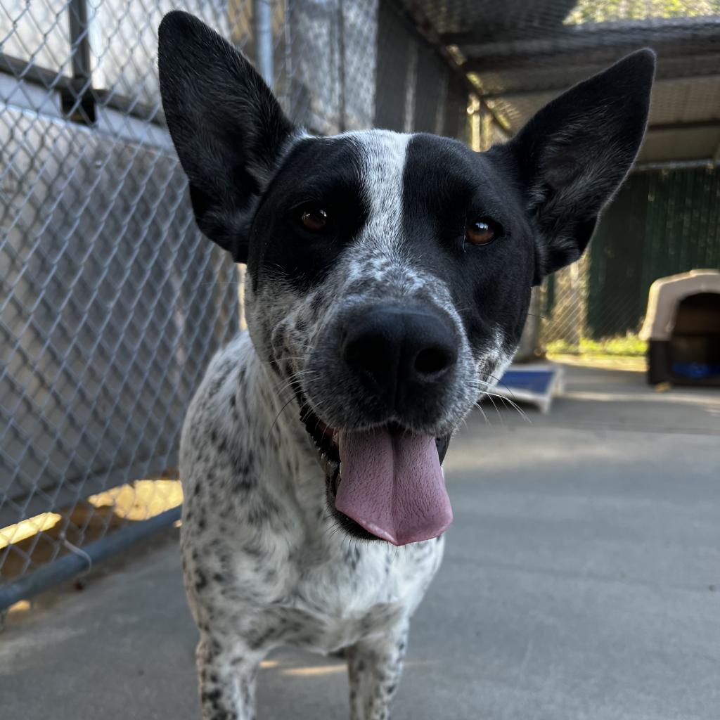 OREO- Adoption fee sponsored is available for adoption at Shelby Humane