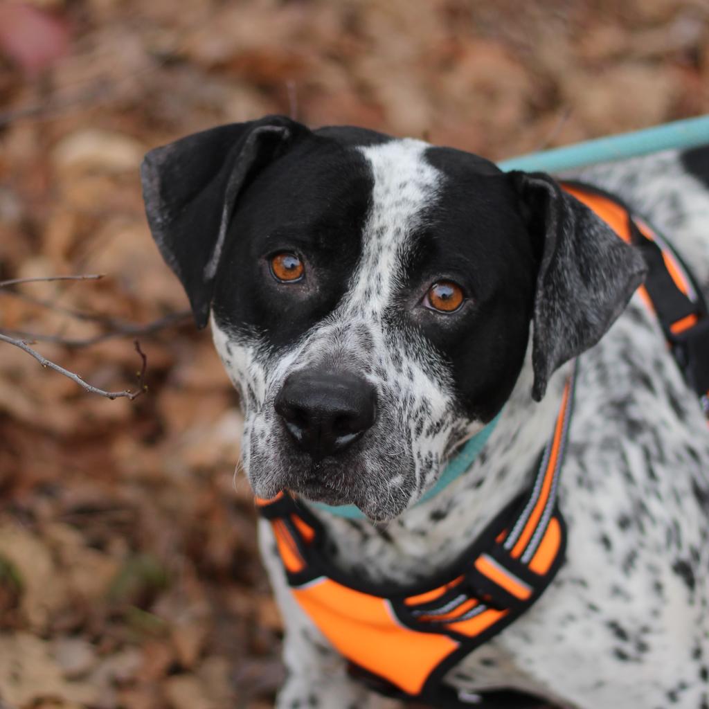 Home - Shenandoah Valley Animal Services Center - Shenandoah