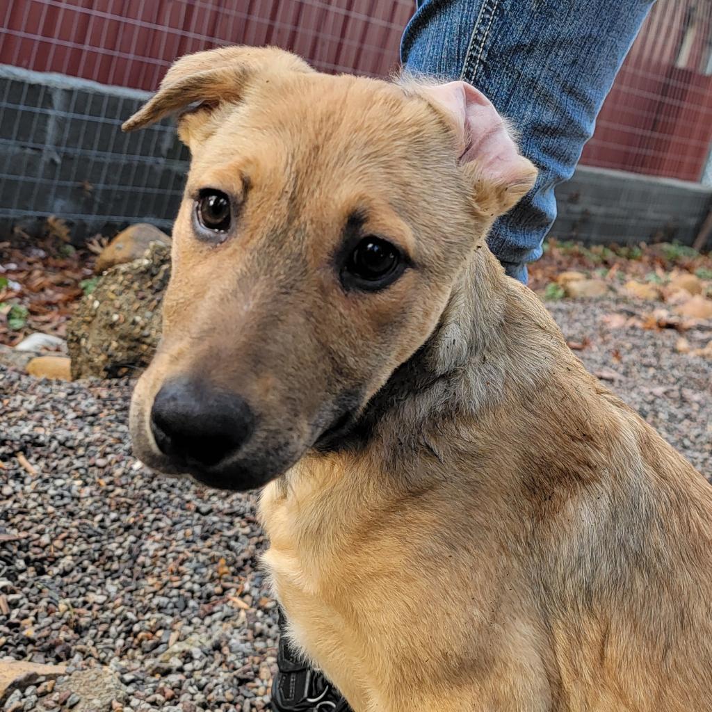 Cadence is available for adoption at Siskiyou Humane Society, Inc.