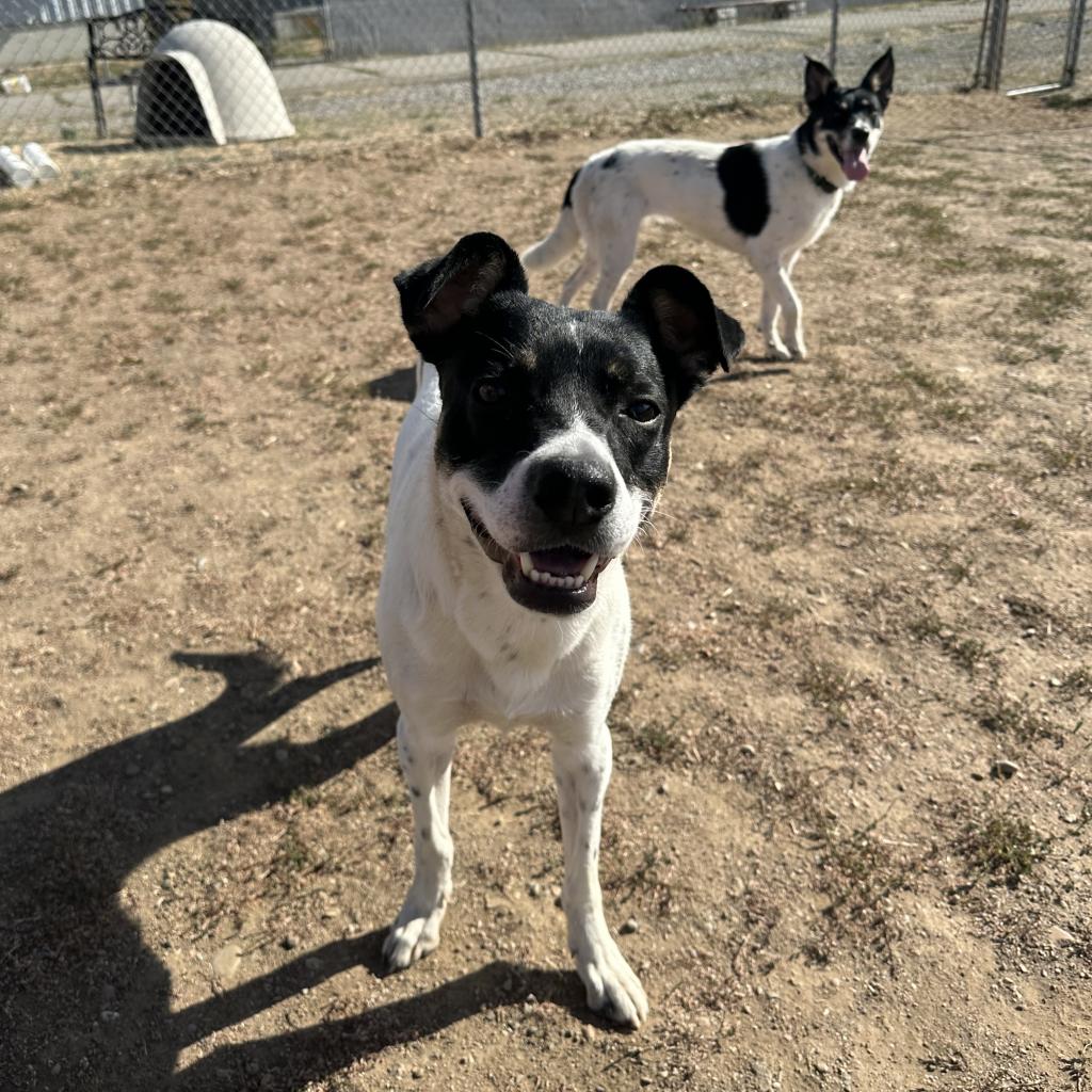 Petsmart adoptable animals – Spokane Humane Society