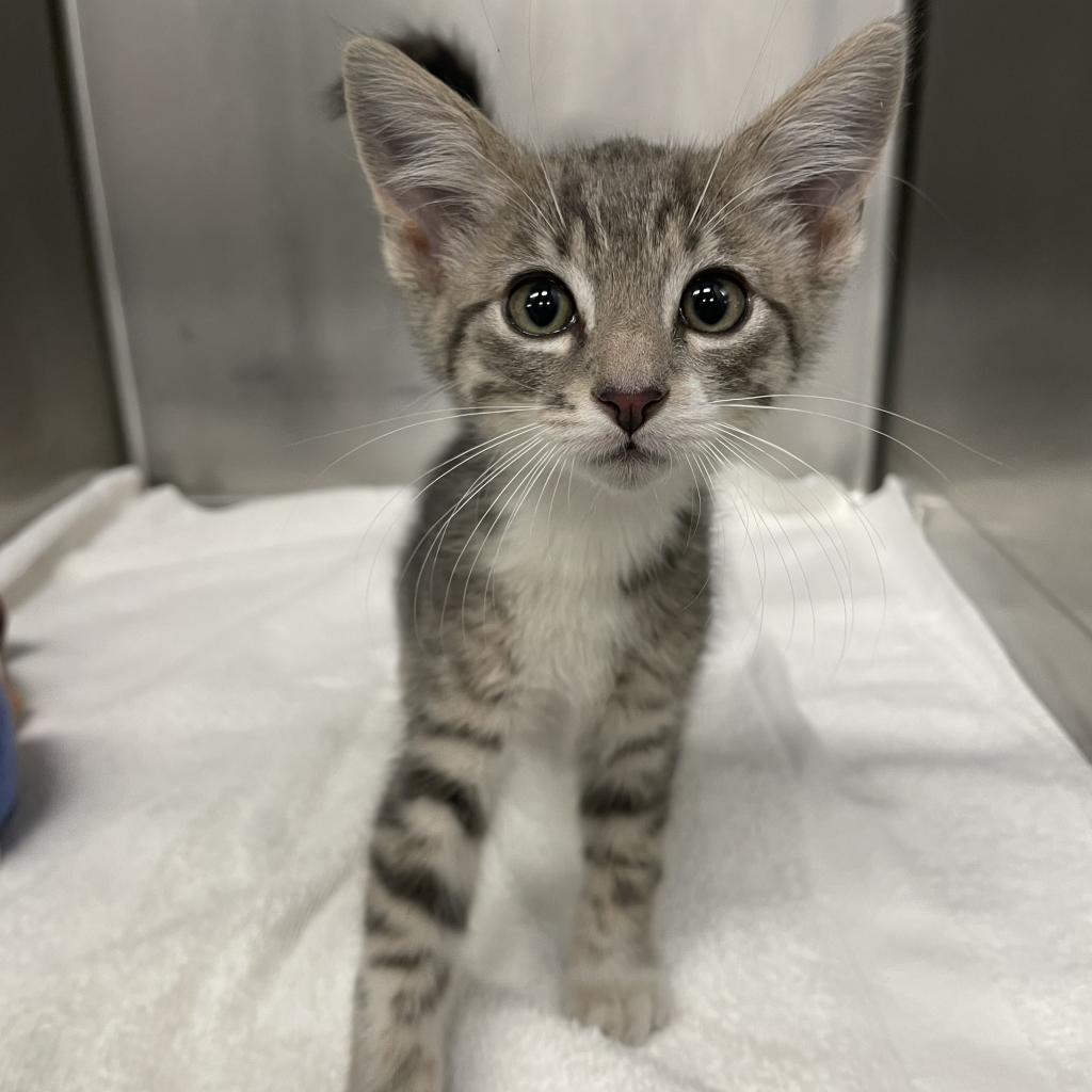 Dr. Leonard is available for adoption at Spokane Humane Society