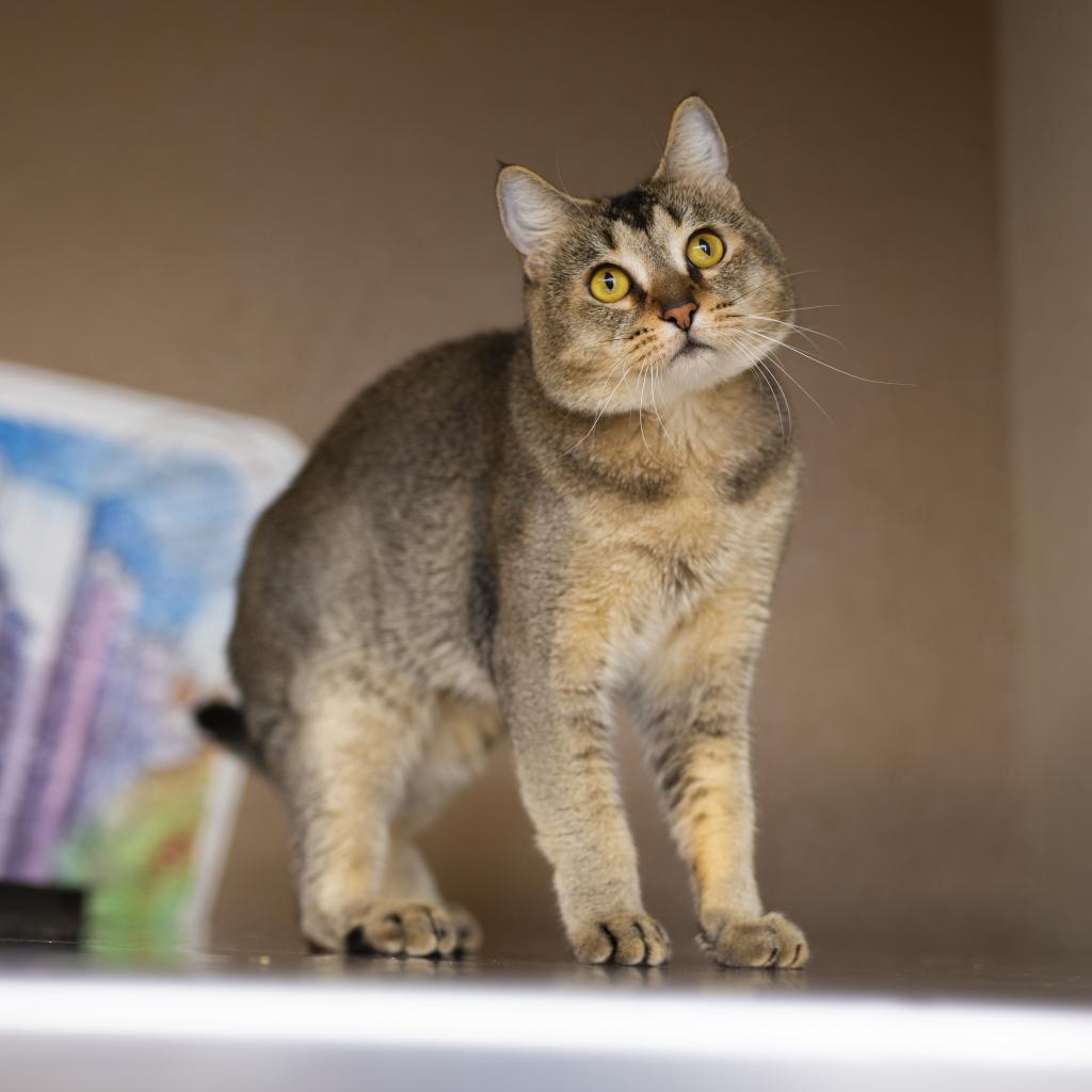 adopt – cats – Spokane Humane Society