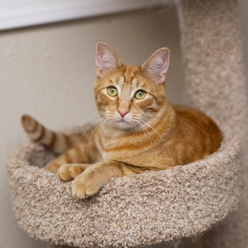 adopt – cats – Spokane Humane Society