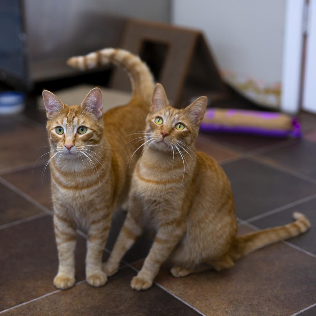 adopt – cats – Spokane Humane Society
