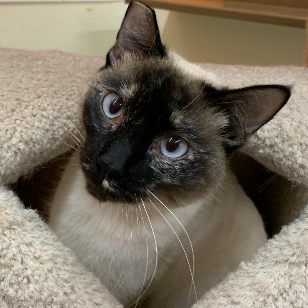 Milo foundation hot sale cats
