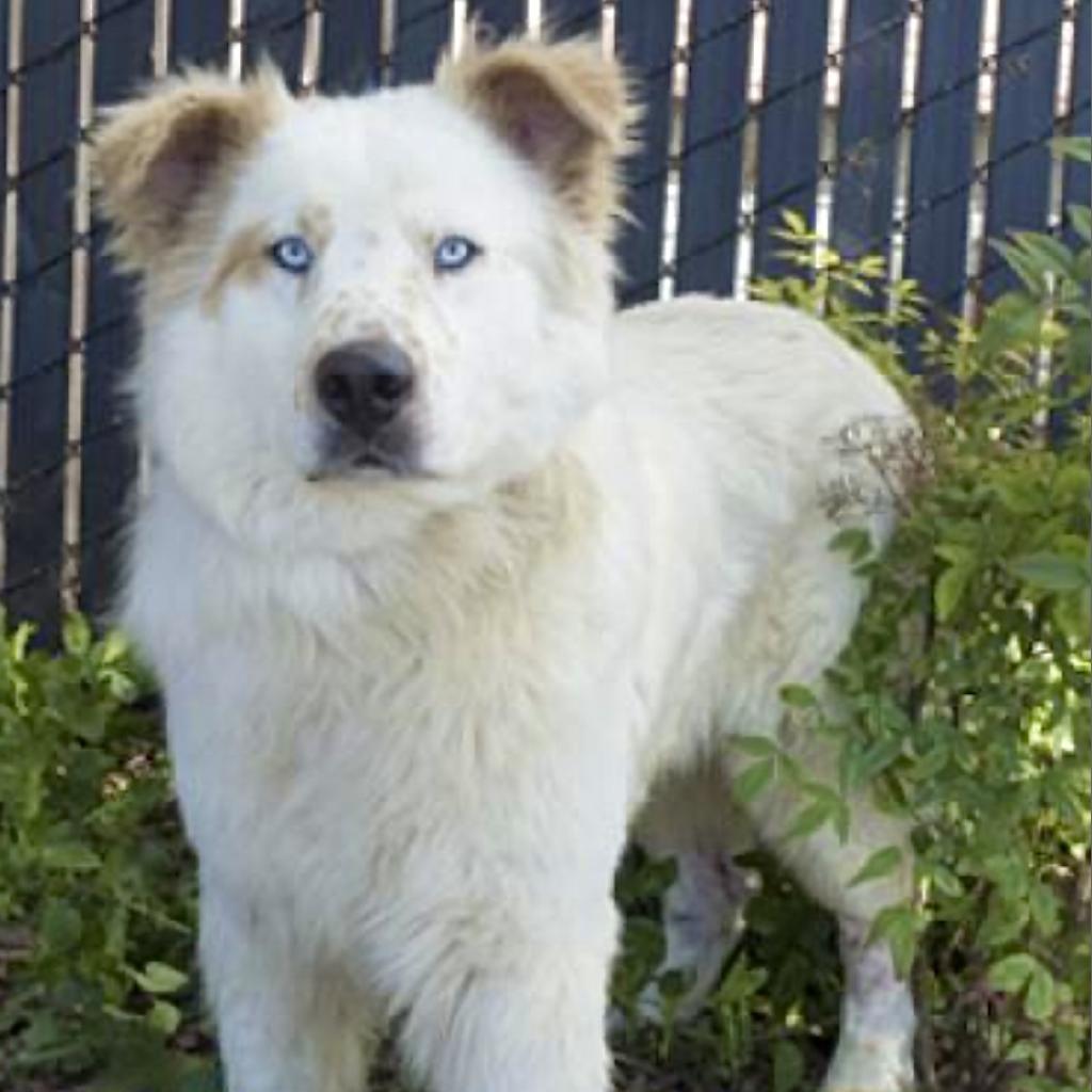 White puppies for adoption discount