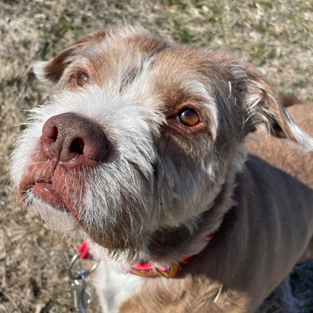 Wire haired clearance pitbull