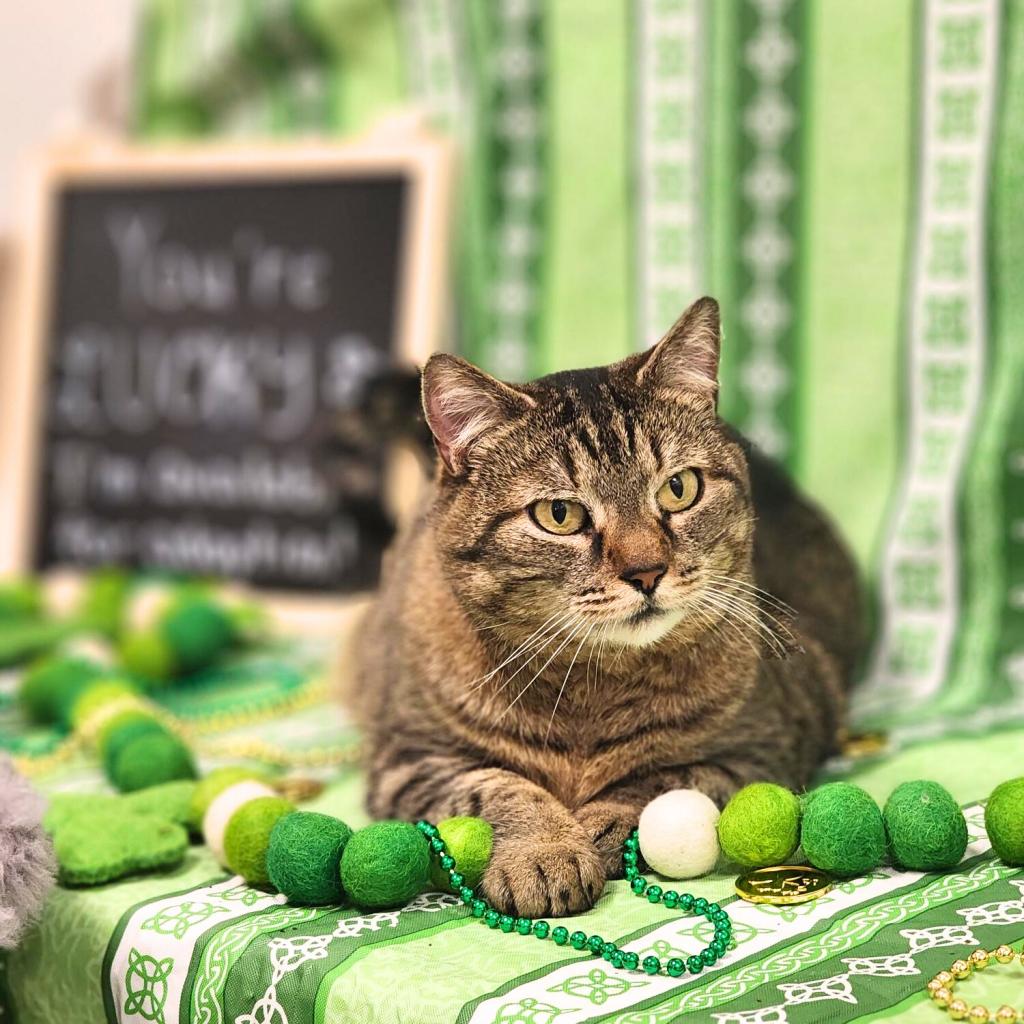 Available cat best sale