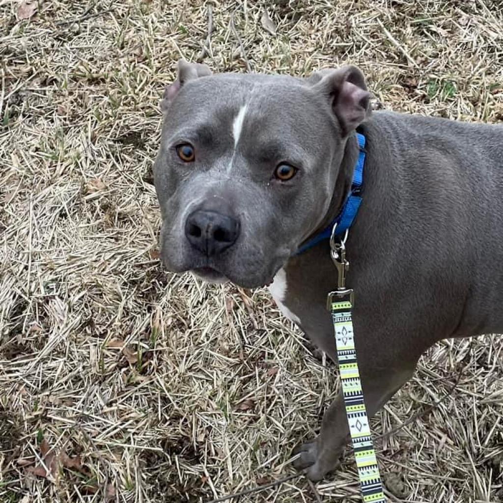 Blue colby hot sale pitbull