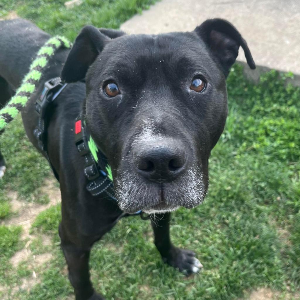 Boomer is available for adoption at ACCT Philly