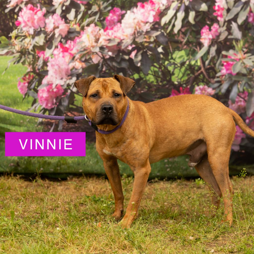 Vinnie is available for adoption at ACCT Philly