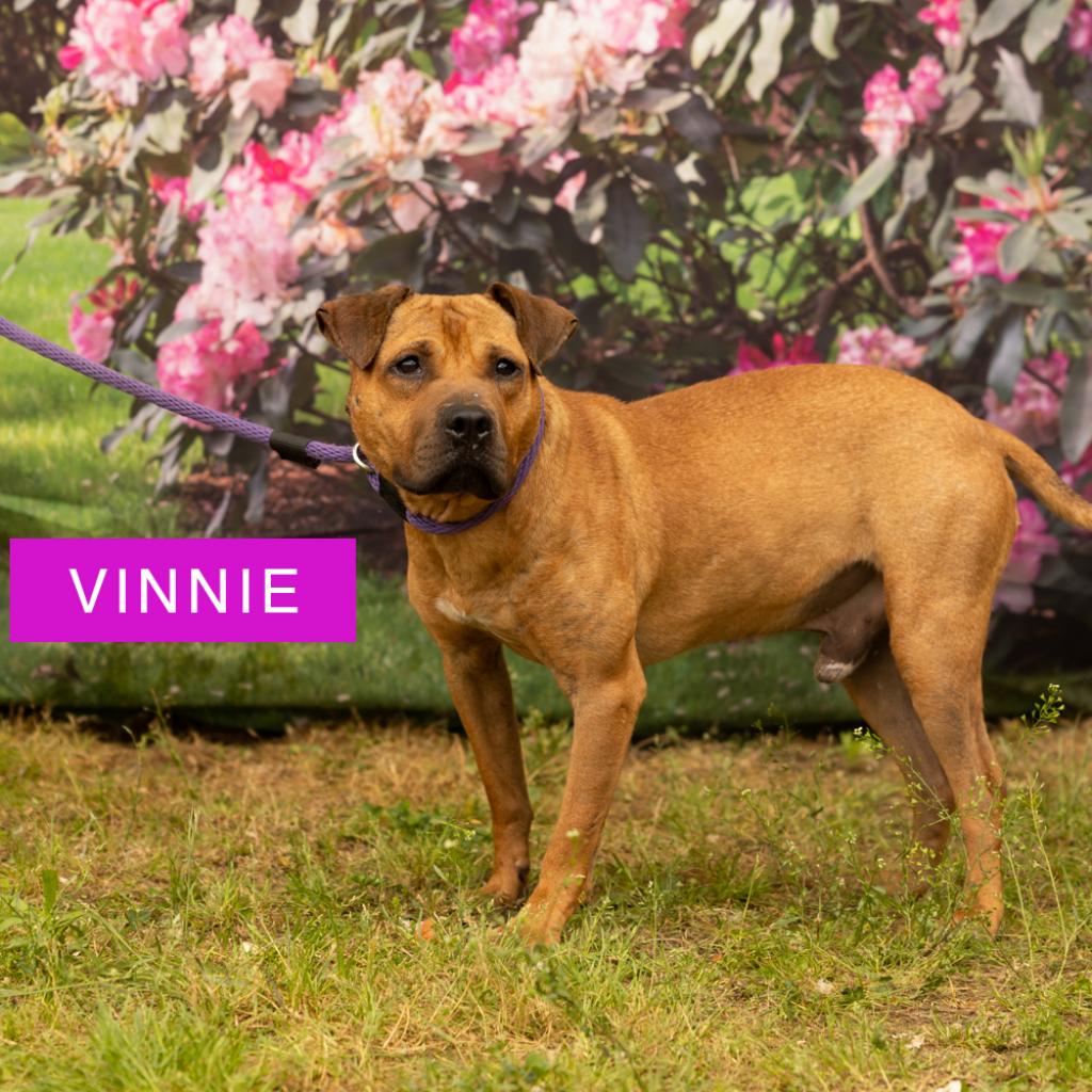 Vinnie is available for adoption at ACCT Philly