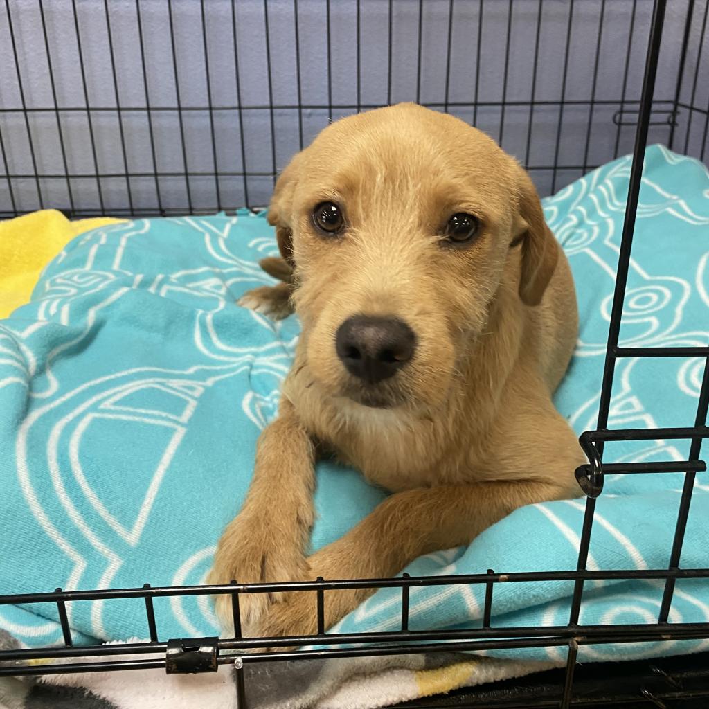 Goldie Claremont Location is available for adoption at Priceless