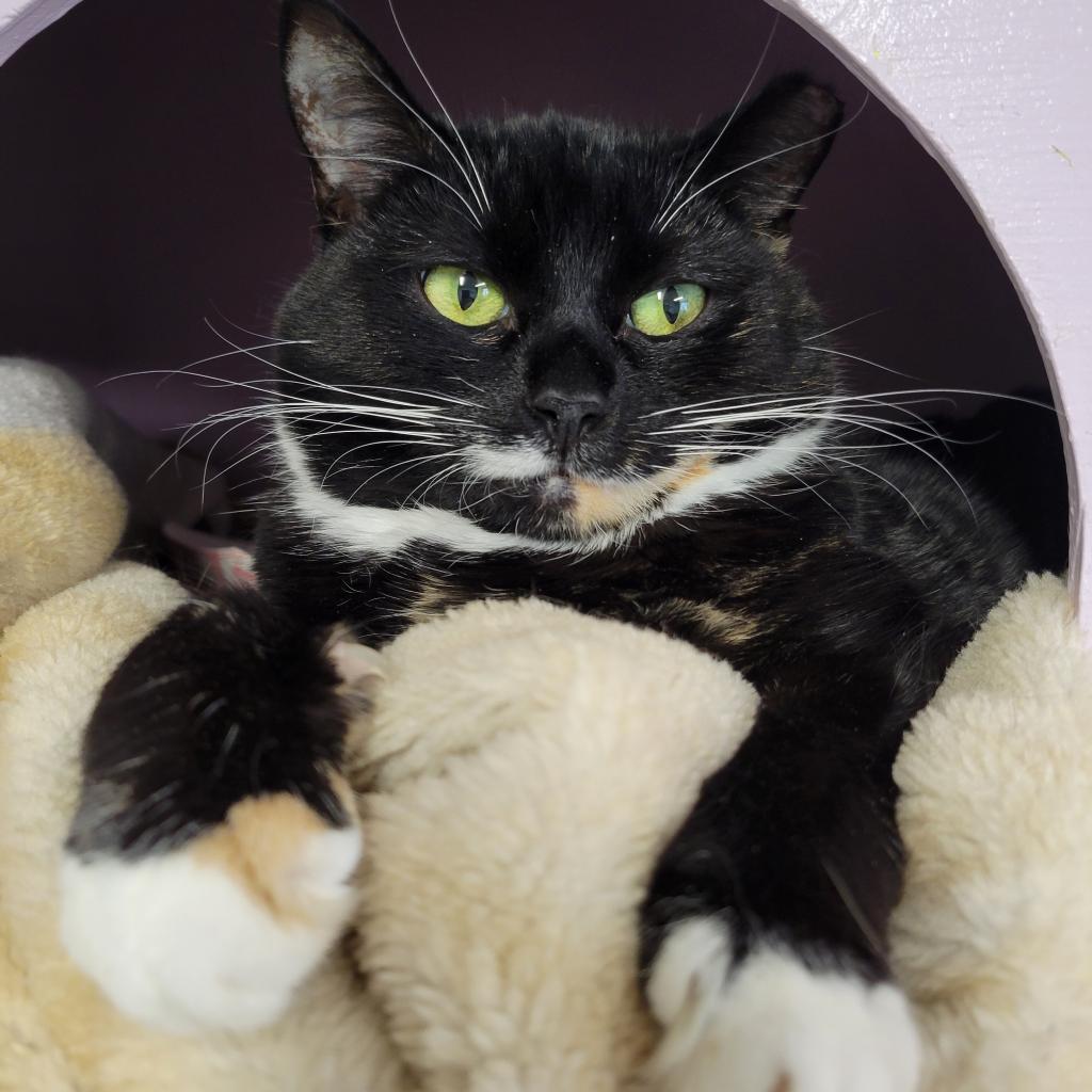 Kitty Softpaws is available for adoption at Priest River Animal Rescue Inc