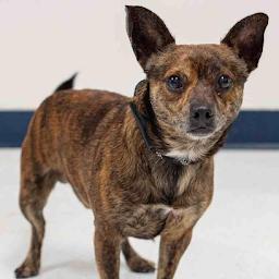 Brindle chihuahua terrier shops mix