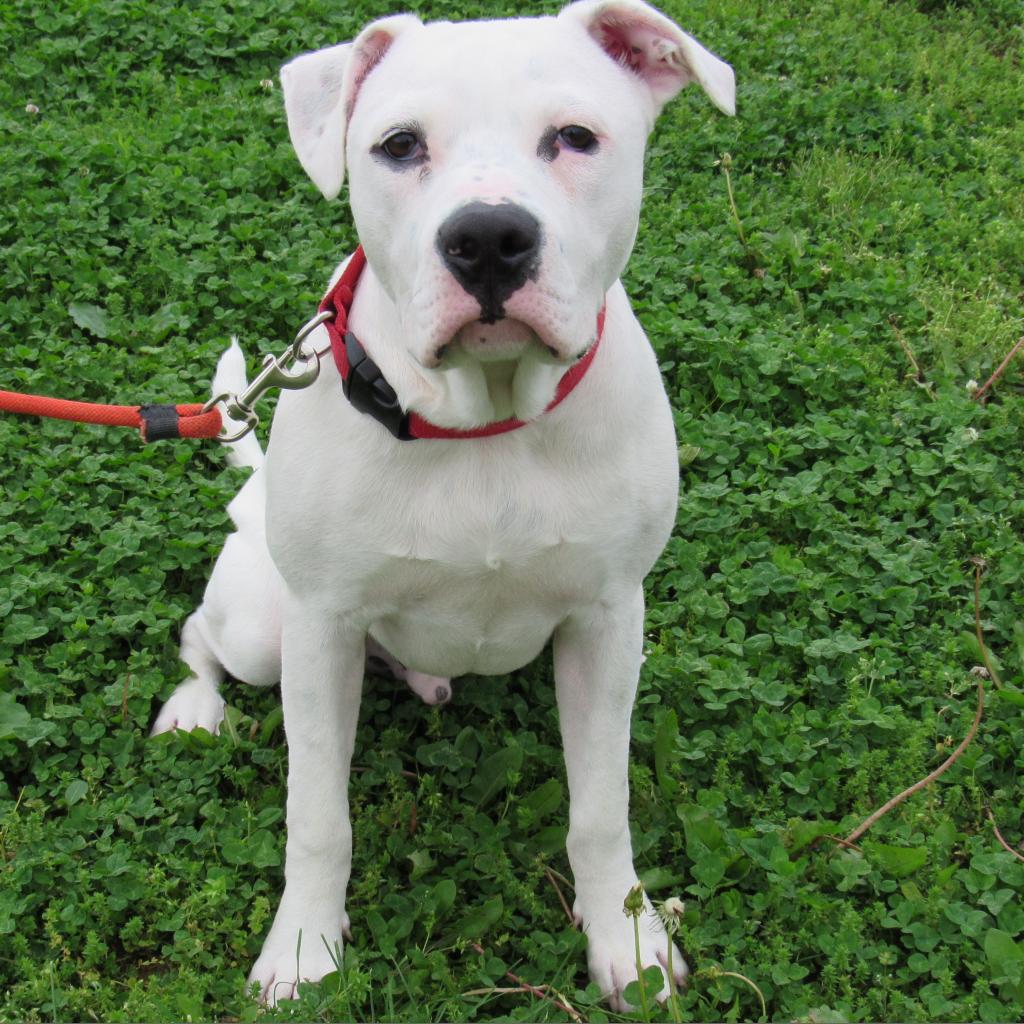 What Type of Dog is Kk Slider? Unveiling the Mystery!