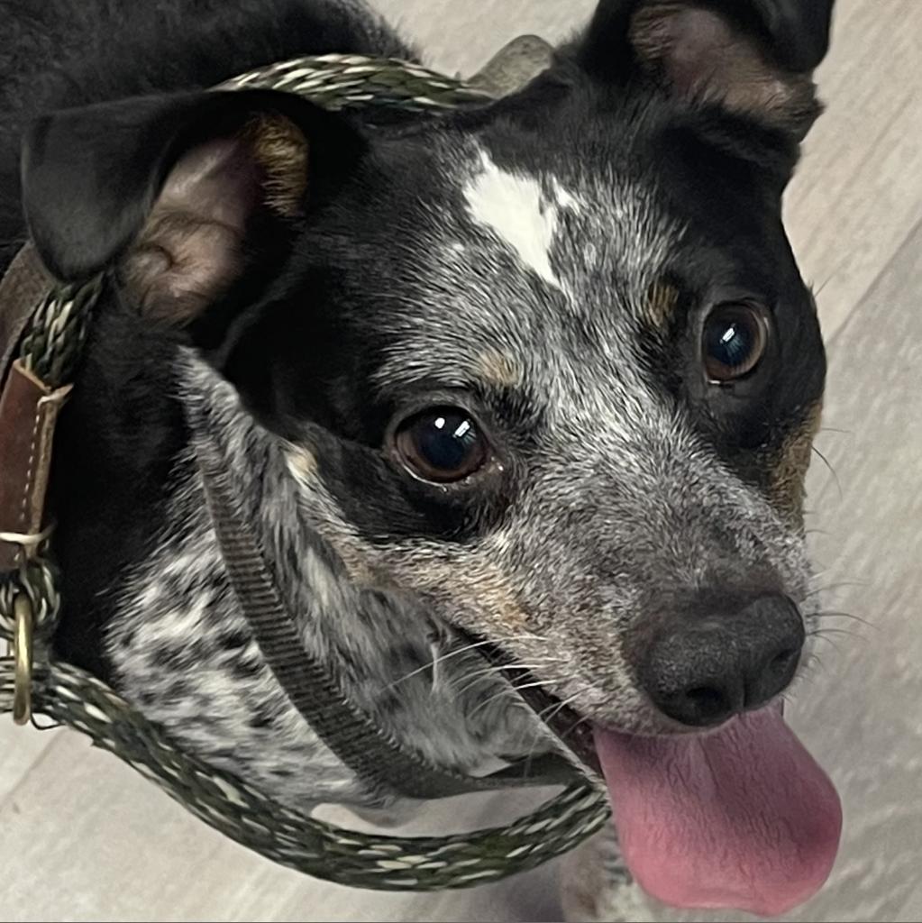 Champaign humane society store dogs