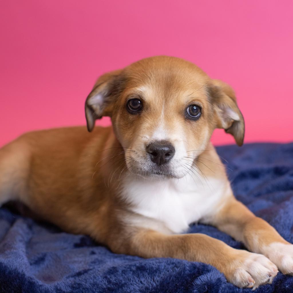 Sicsa dogs for adoption top