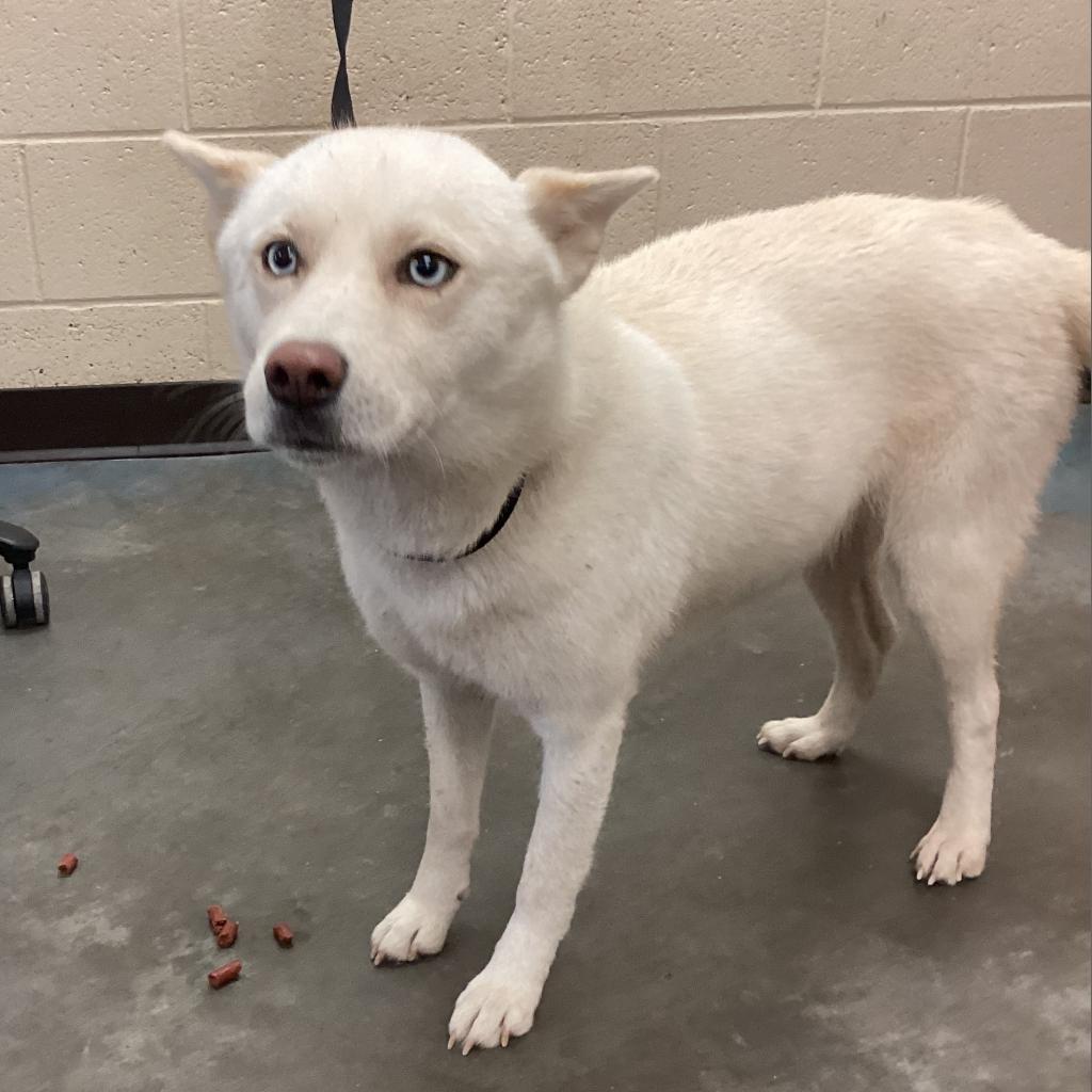 Bunny is available for adoption at Memphis Animal Services