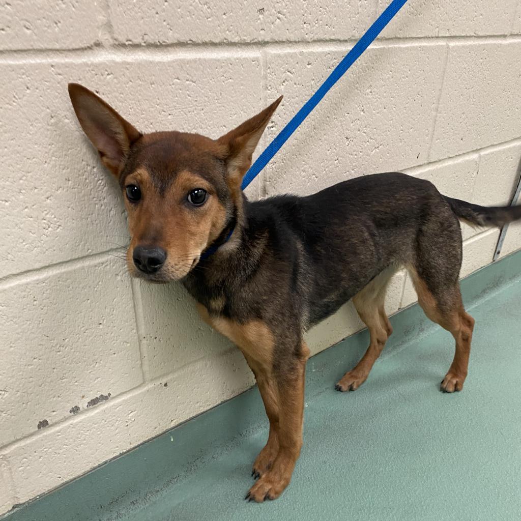 Coyote is available for adoption at Memphis Animal Services