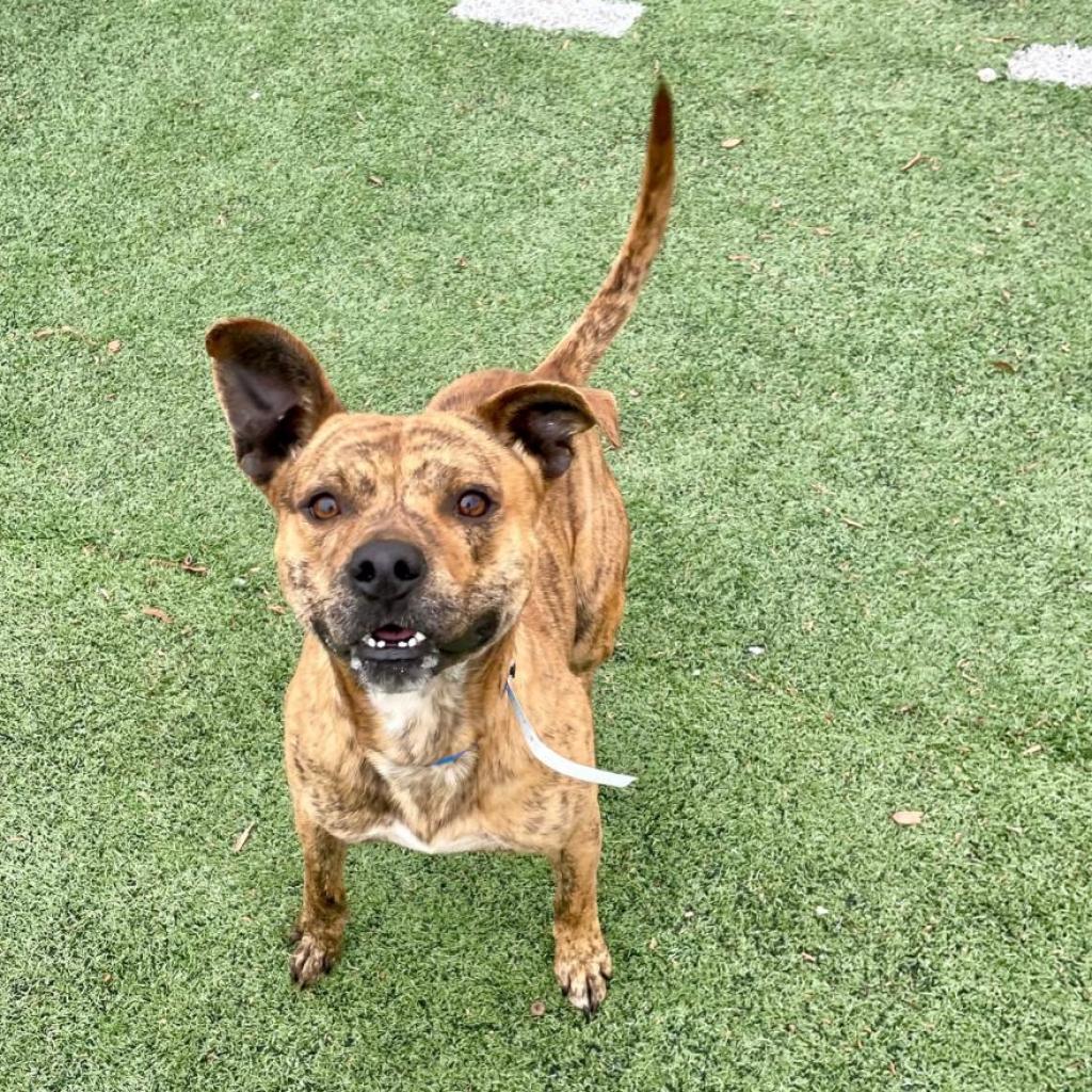 Milk Bone is available for adoption at Memphis Animal Services