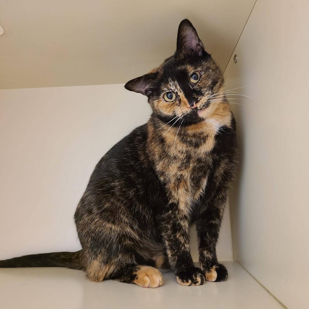 Paris humane sales society