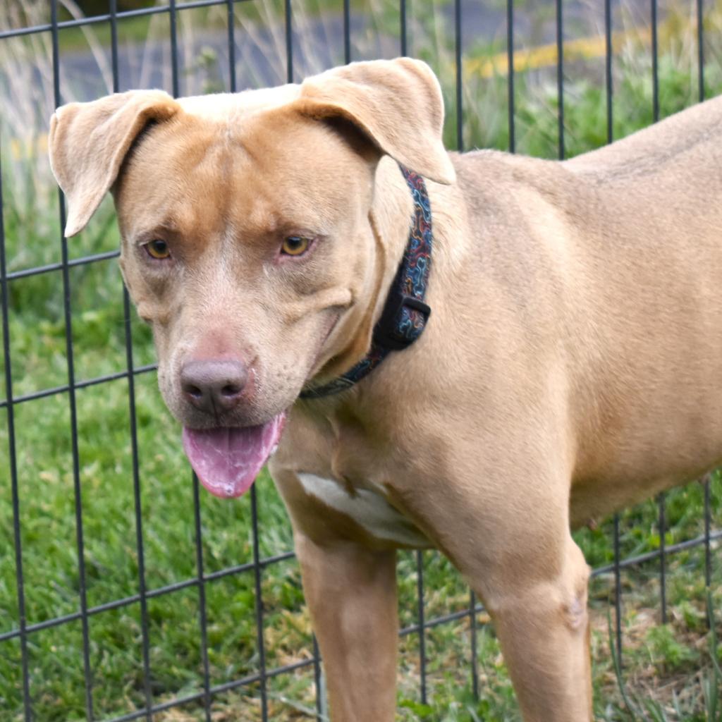 Antietam animal hot sale shelter