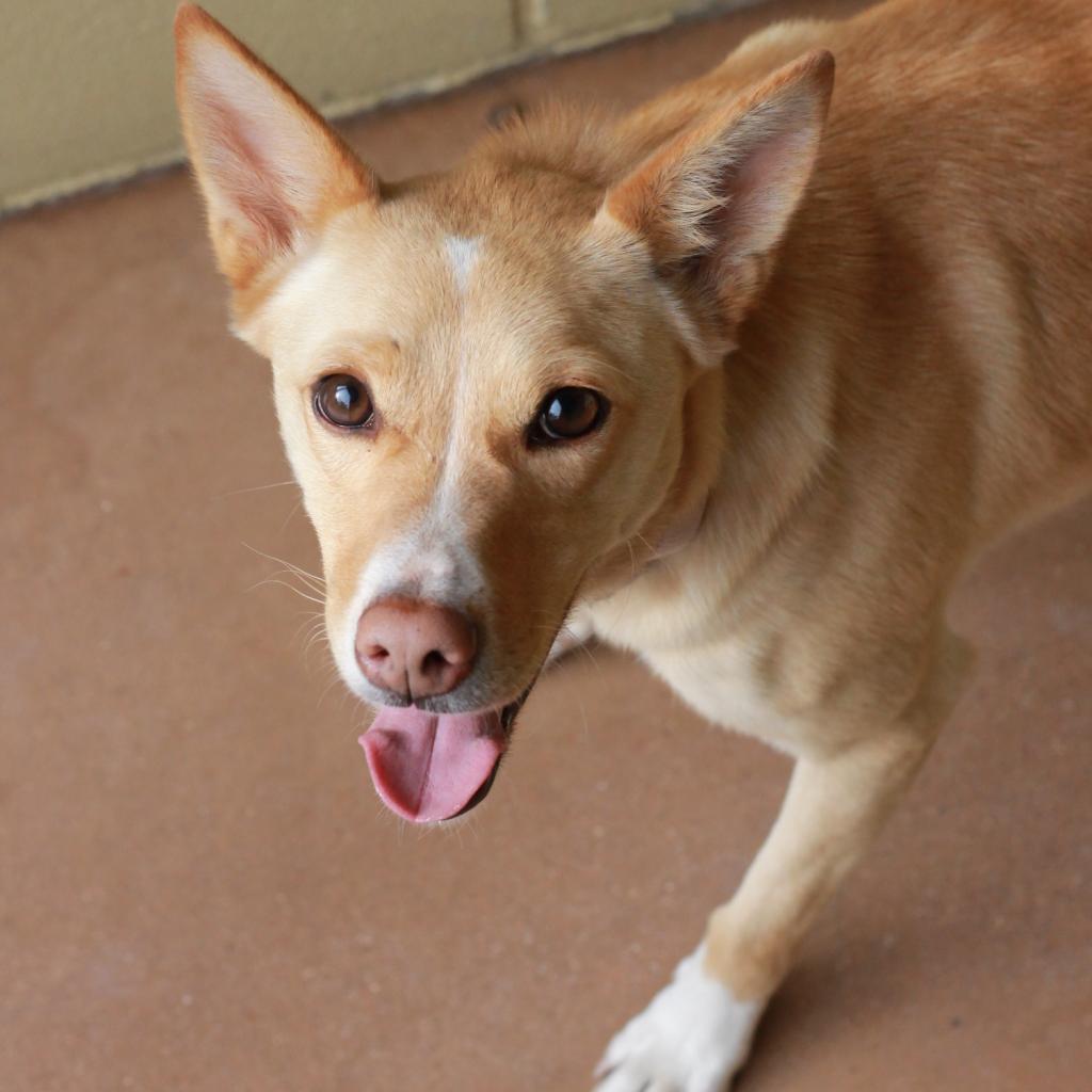 All Available CatsPAWS Shelter of Central Texas