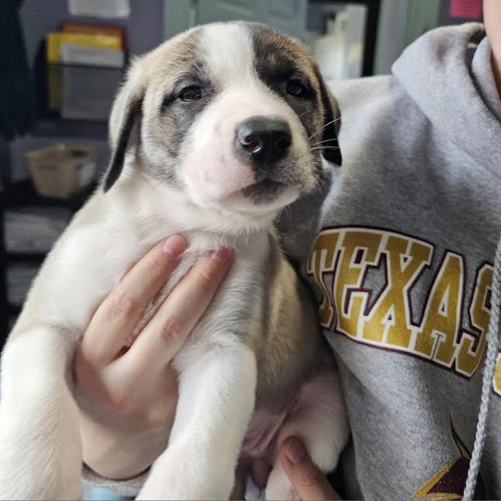 All Available CatsPAWS Shelter of Central Texas