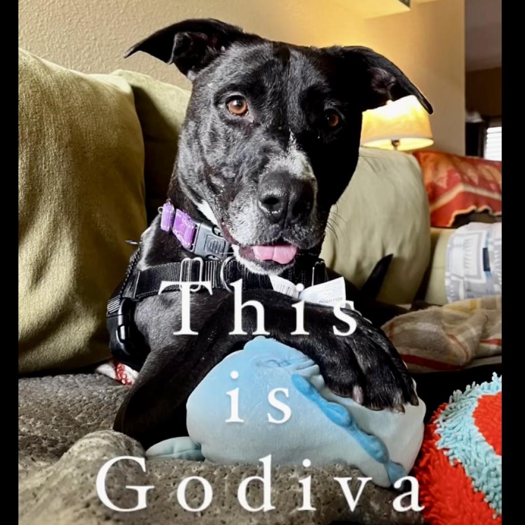 GODIVA is available for adoption at PAWS Shelter of Central Texas