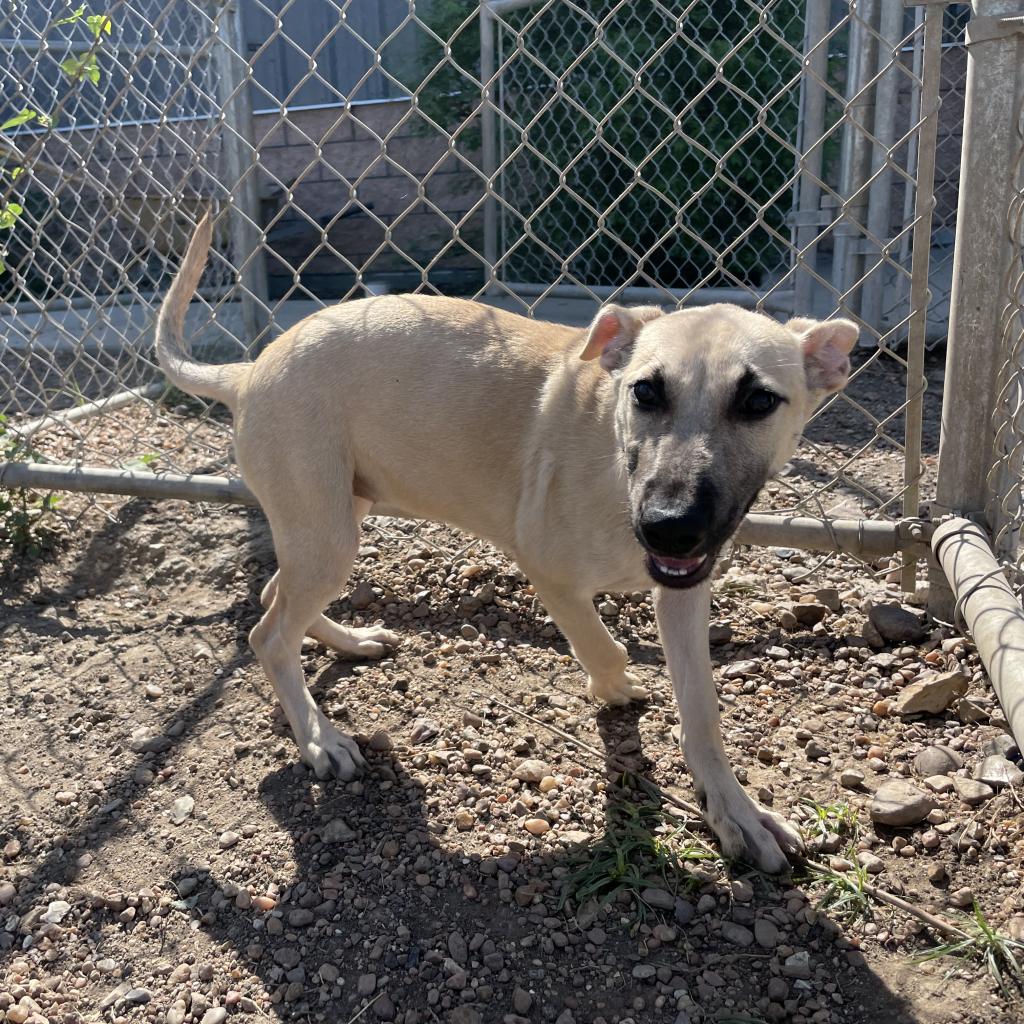 Bayou animal store services adoption center