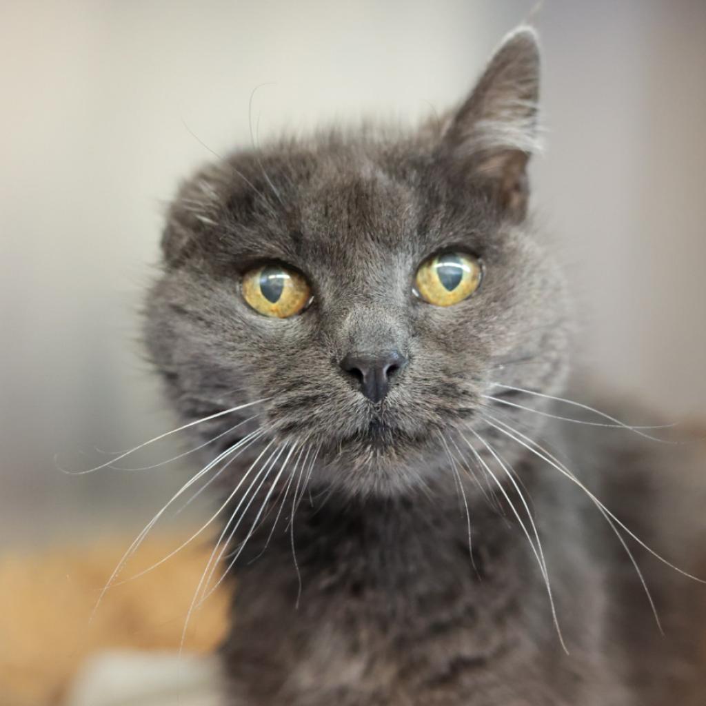 Blanche Sheba is available for adoption at ASAP Cats