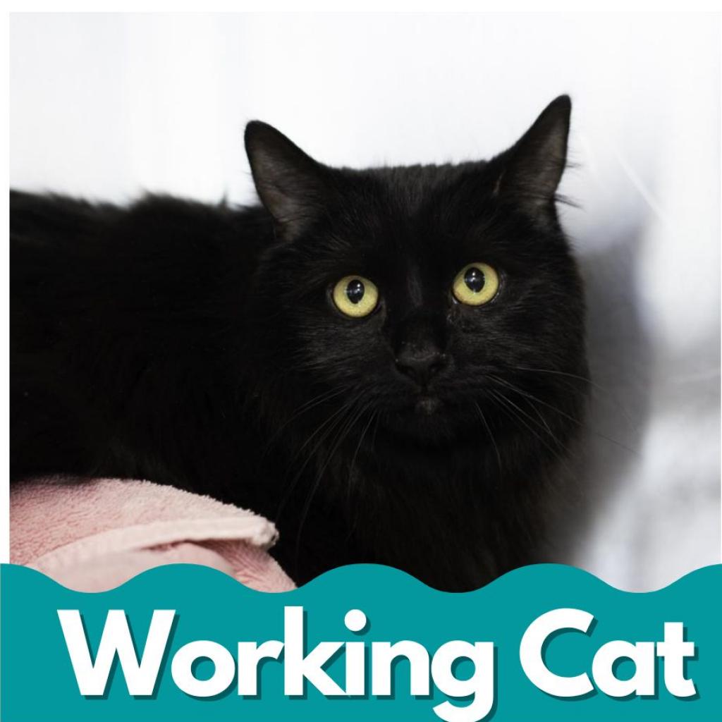 Working cats for adoption best sale near me