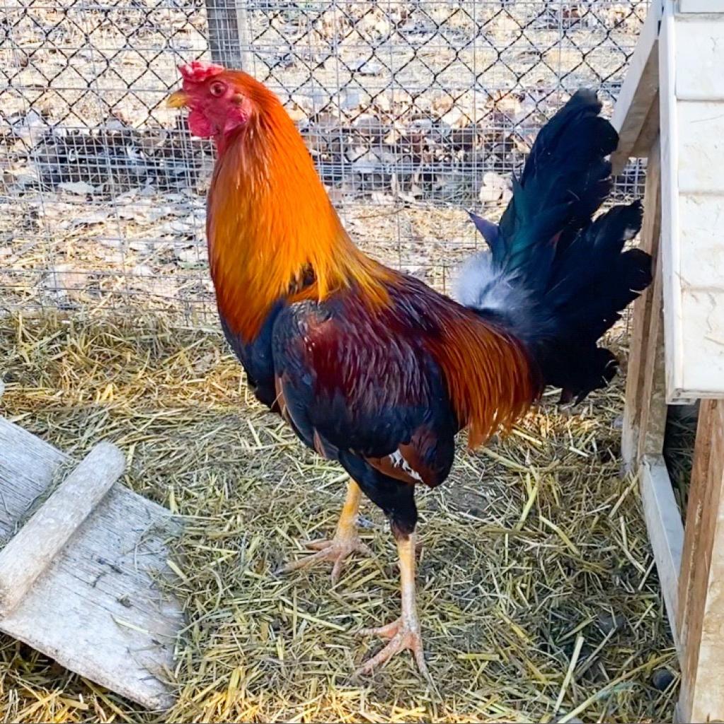 Rooster, ID#: 12456