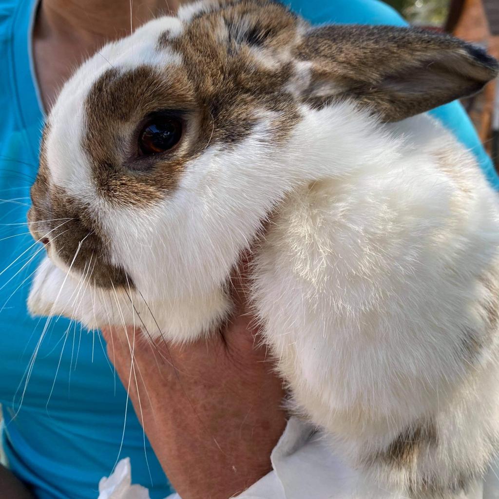 Rabbits store for adoption