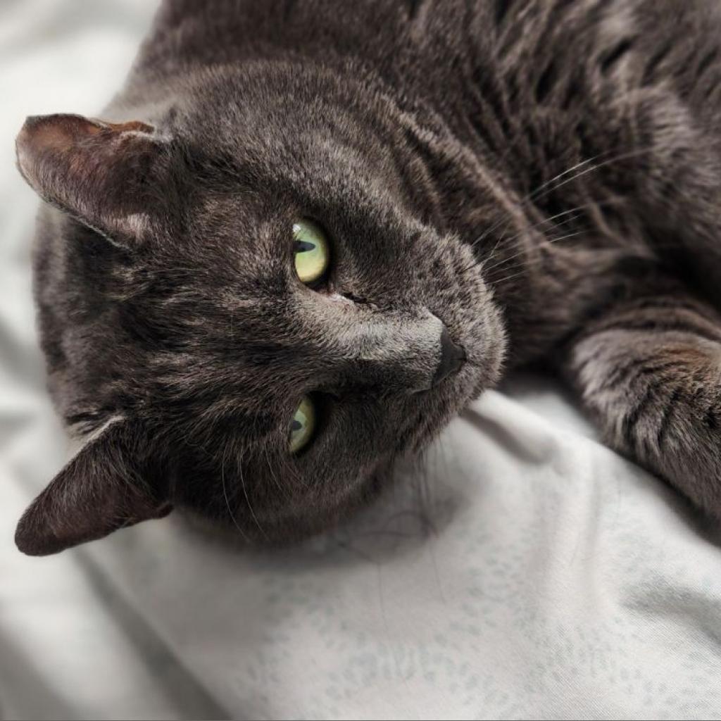 Mental Stimulation for Cats – Baypath Humane Society of Hopkinton