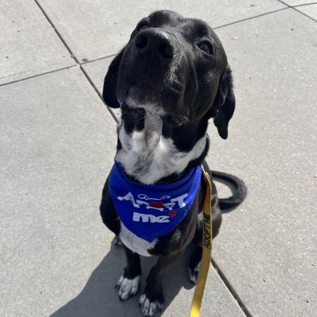 Adopt Me Dog Vest Adopt Me Dog Jacket for Foster Dogs 