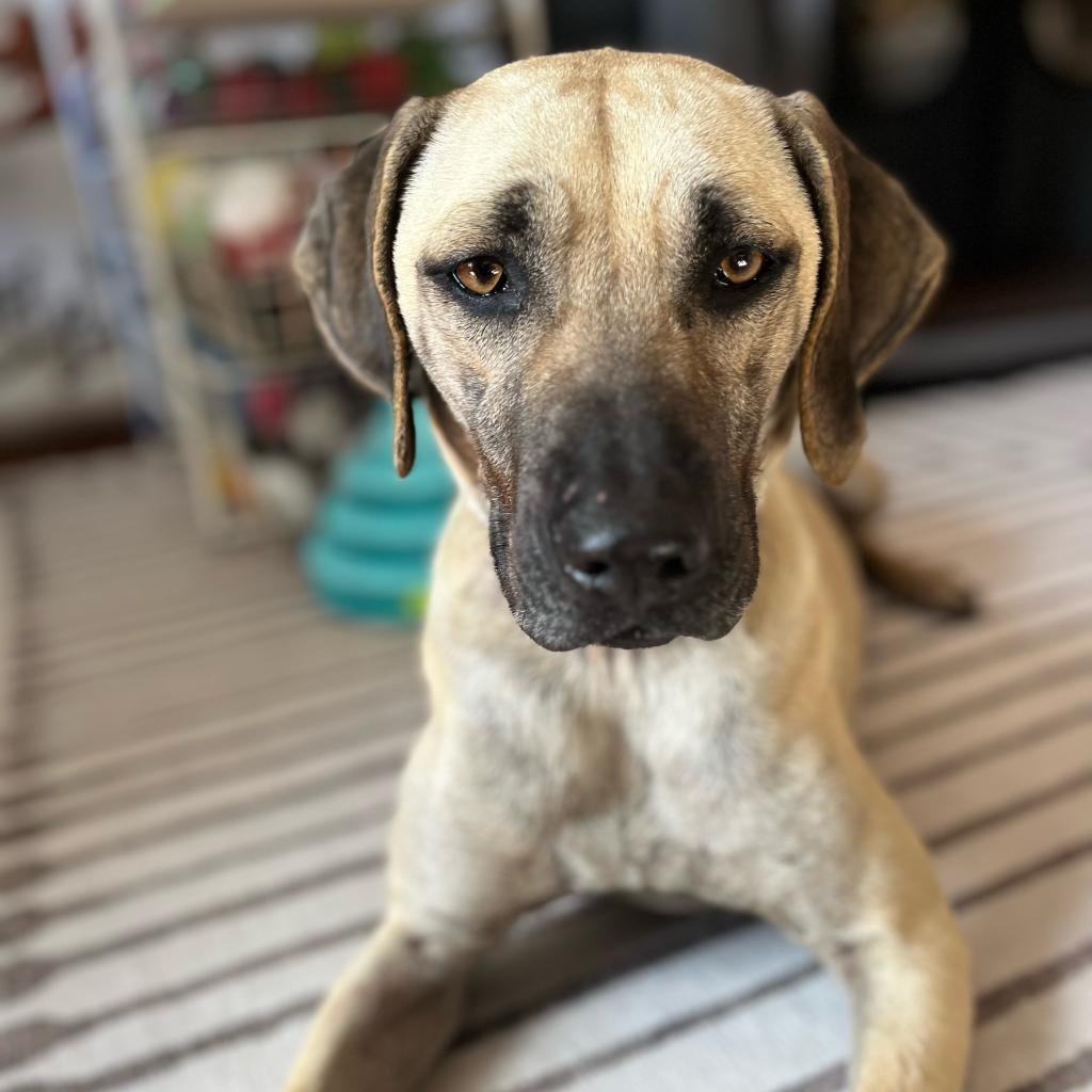 Foundation black hot sale mouth cur