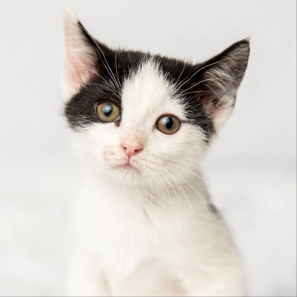 Simon Seville is available for adoption at The Bitty Kitty Brigade