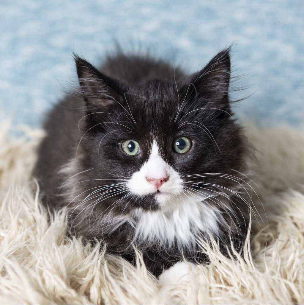 Caldwell is available for adoption at Kitty Revolution