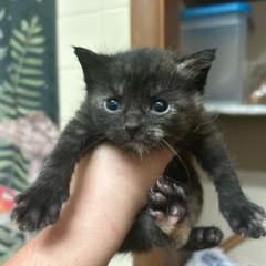 Edgar Allen Poe is available for adoption at CARE - Center for Animal ...