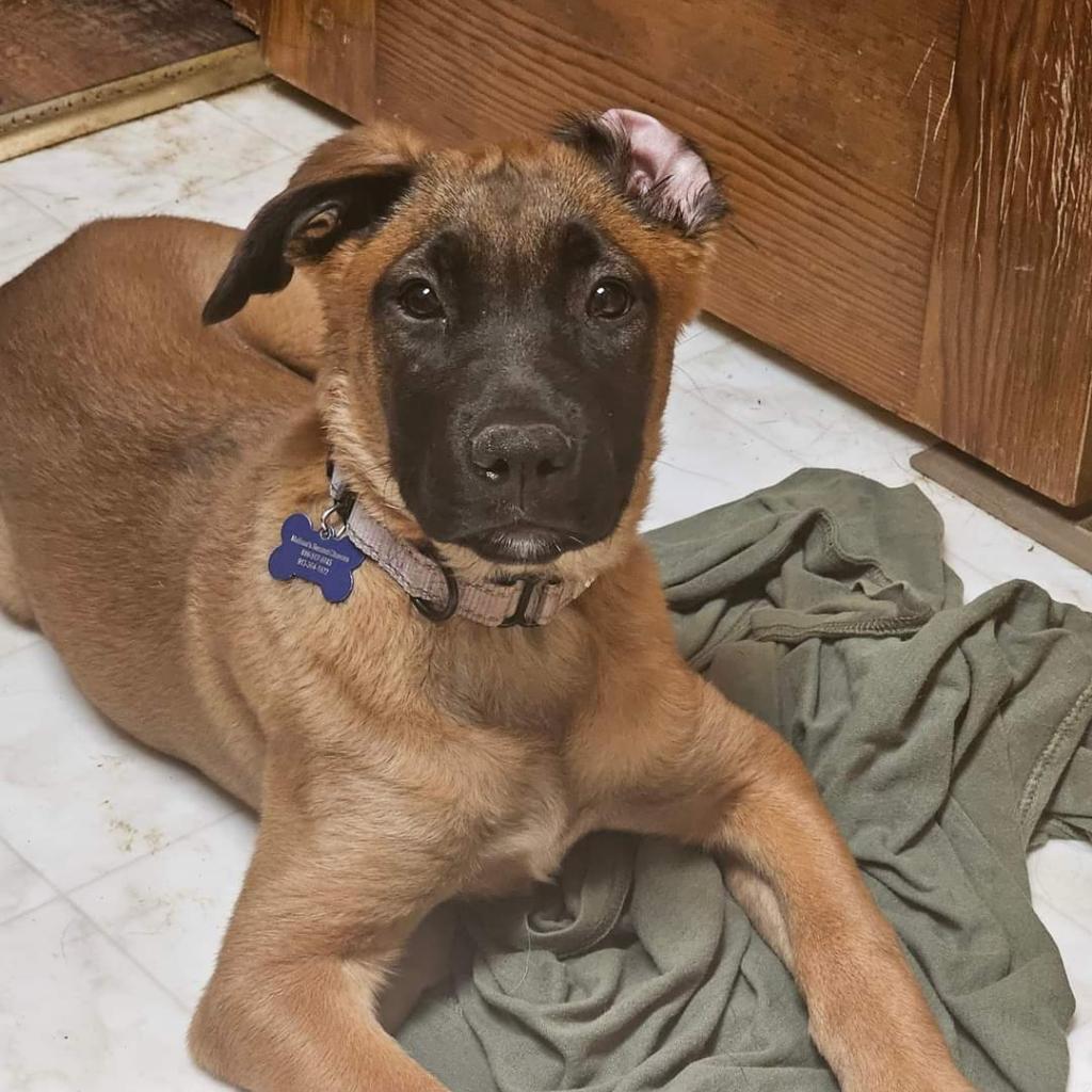 Shops malinois boxer mix