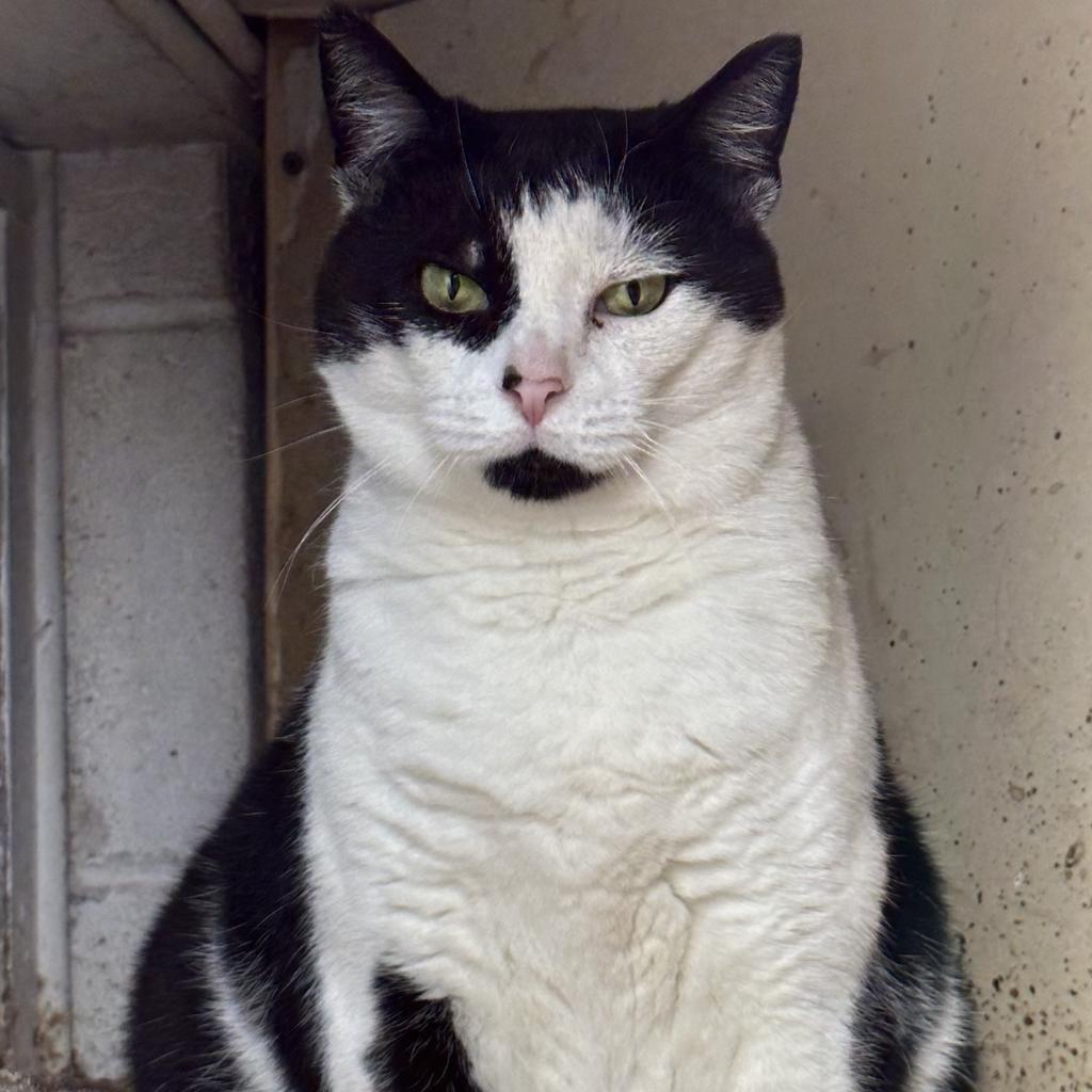Aarf cats shop