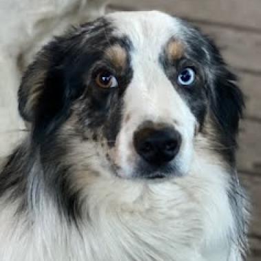 Blue Ridge Border Collie Rescue