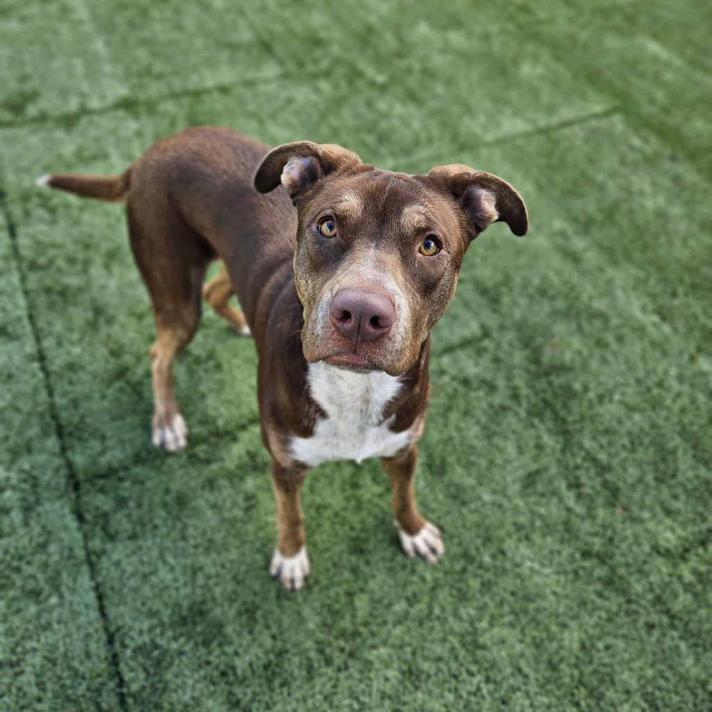 Adoptable Dogs – Nevada Society for the Prevention of Cruelty to 