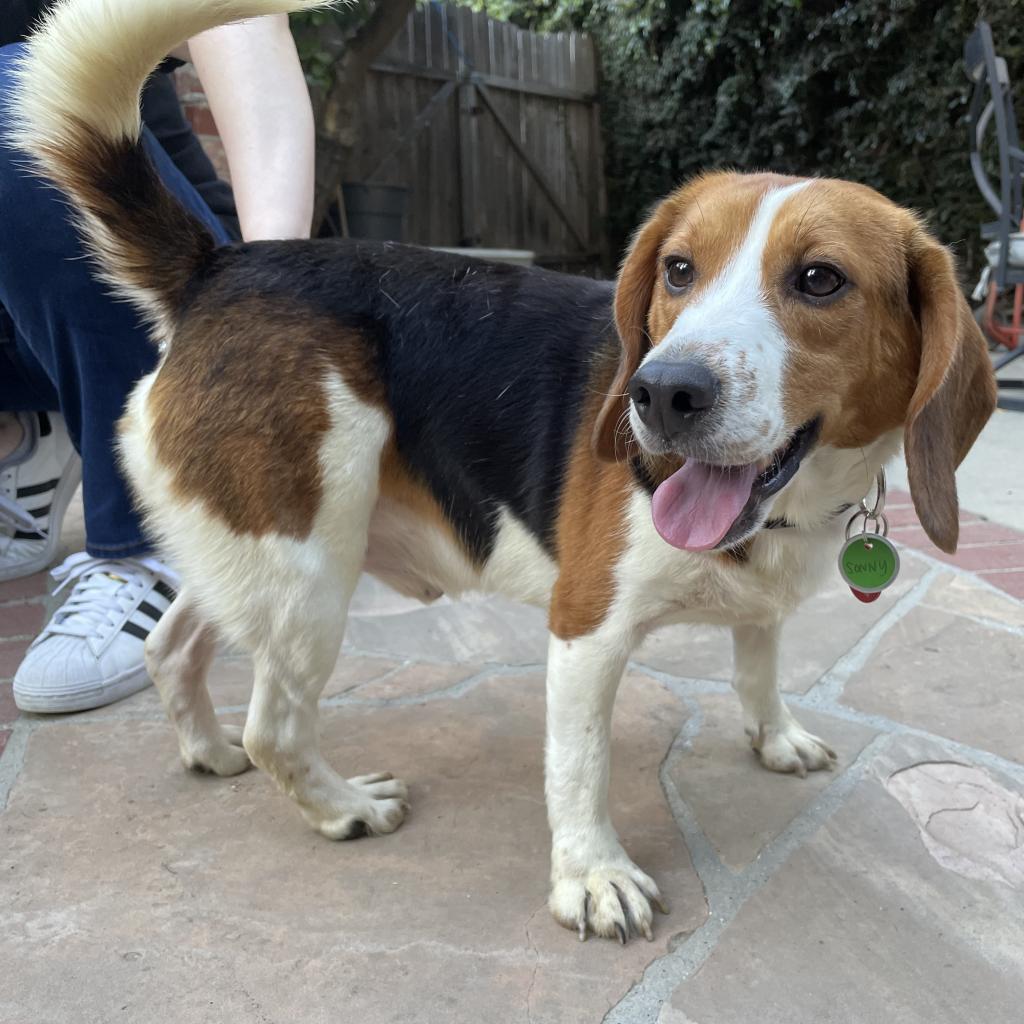 Beagle mix adoption new arrivals