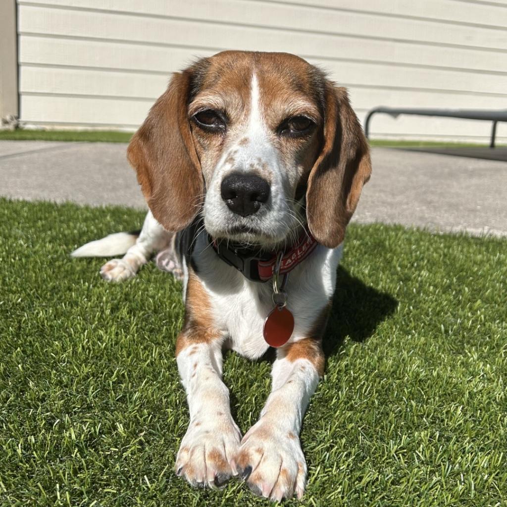 Beagle rescue groups near me clearance
