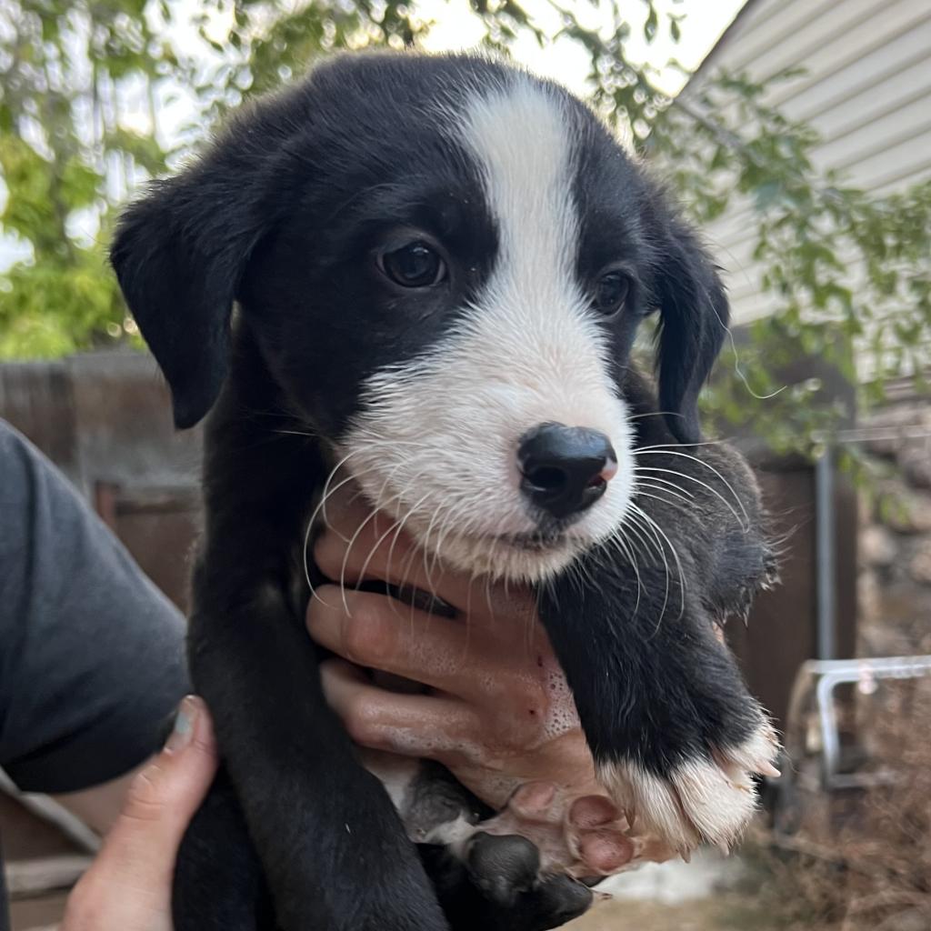 Border Collie Mix Puppies For Sale